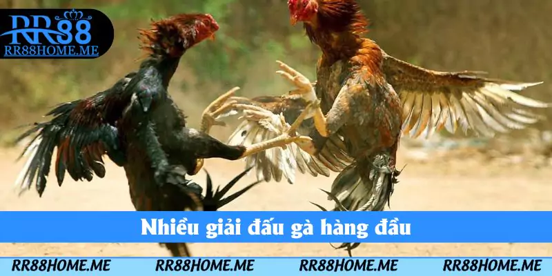 Đá Gà RR88 - Sảnh Giải Trí Cược Nhanh Tay Nhận Thưởng Lớn 4 Nhiều giải đấu gà hàng đầu