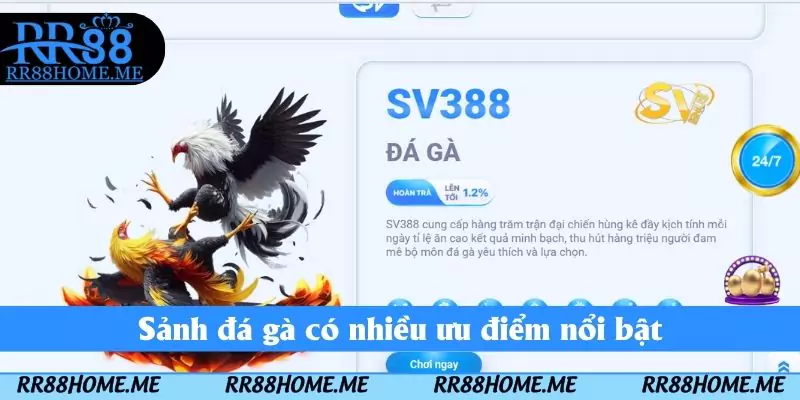 Đá Gà RR88 - Sảnh Giải Trí Cược Nhanh Tay Nhận Thưởng Lớn 2 Sảnh đá gà có nhiều ưu điểm nổi bật