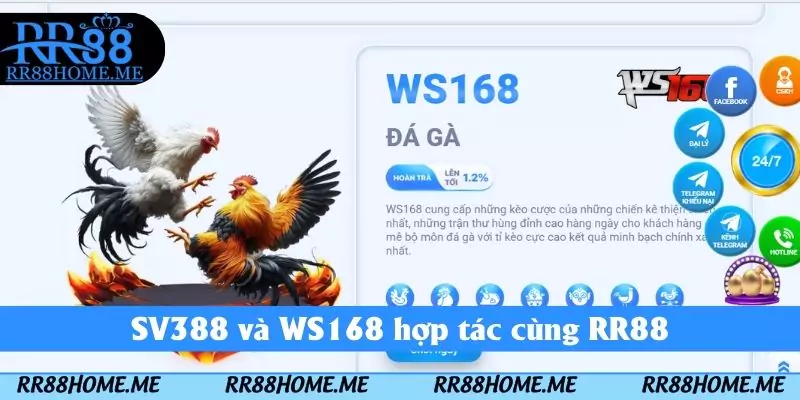 Đá Gà RR88 - Sảnh Giải Trí Cược Nhanh Tay Nhận Thưởng Lớn 3 SV388 và WS168 hợp tác cùng RR88