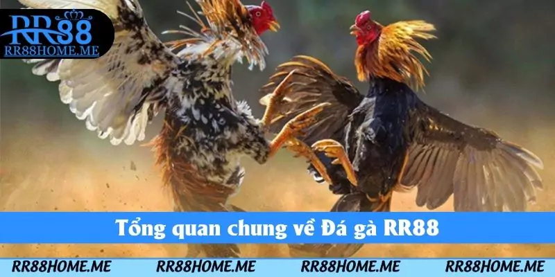 Đá Gà RR88 - Sảnh Giải Trí Cược Nhanh Tay Nhận Thưởng Lớn 1 Tổng quan chung về Đá gà RR88