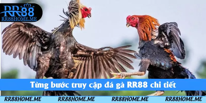 Đá Gà RR88 - Sảnh Giải Trí Cược Nhanh Tay Nhận Thưởng Lớn 5 Từng bước truy cập đá gà RR88 chi tiết