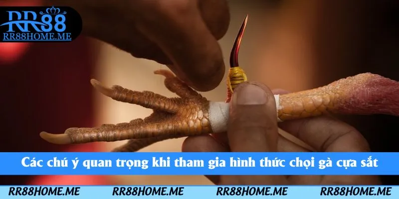 Các chú ý quan trọng khi tham gia hình thức chọi gà cựa sắt