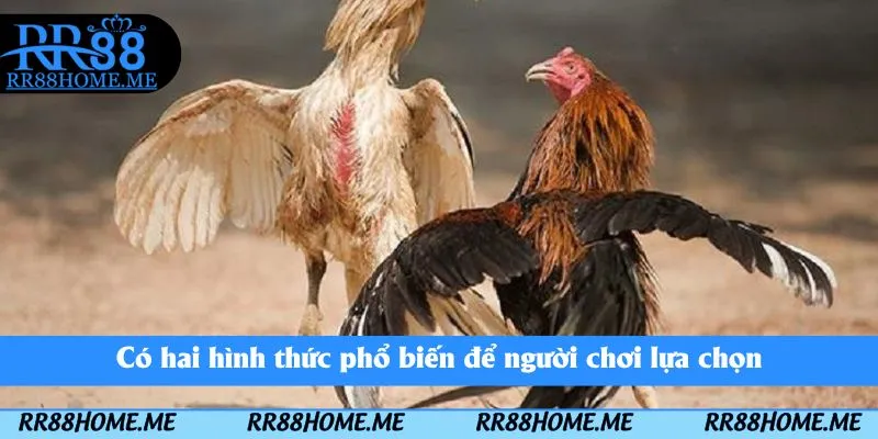 Có hai hình thức phổ biến để người chơi lựa chọn