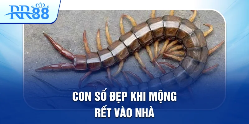 Mơ Thấy Con Rết Đánh Gì Để Có Thể Trúng Lớn Tại RR88 2 Con số đẹp khi mộng rết vào nhà