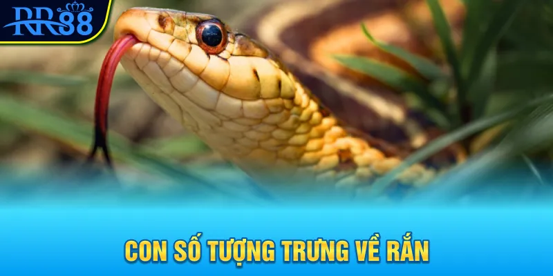 Con số tượng trưng về rắn