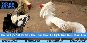 đá gà cựa sắt