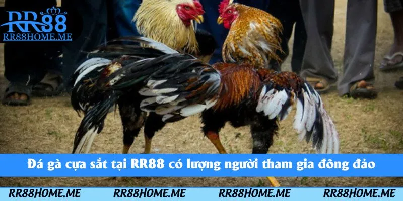 Đá gà cựa sắt tại RR88 có lượng người tham gia đông đảo