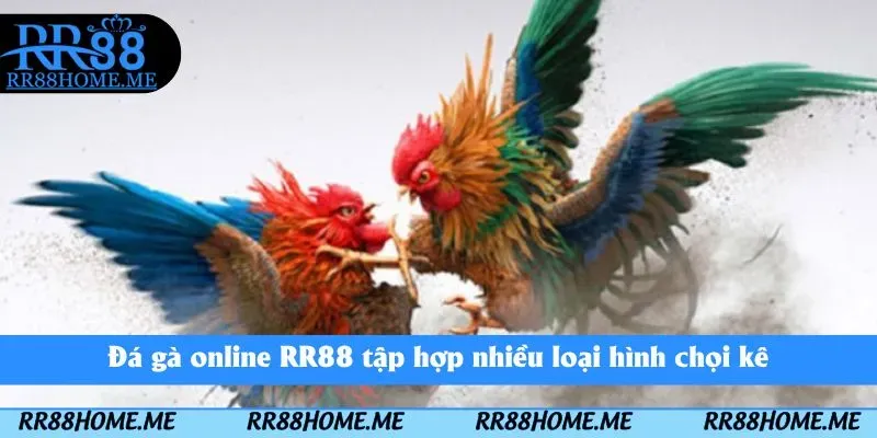 Đá gà online RR88 tập hợp nhiều loại hình chọi kê