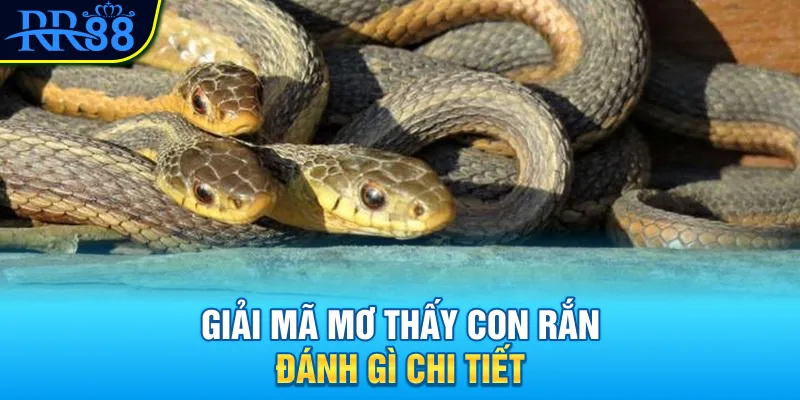 Giải mã mơ thấy con rắn đánh gì chi tiết
