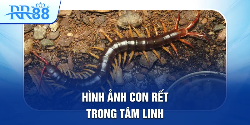 Mơ Thấy Con Rết Đánh Gì Để Có Thể Trúng Lớn Tại RR88 1 Hình ảnh con rết trong tâm linh