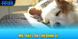 mơ thấy con chó đánh gì