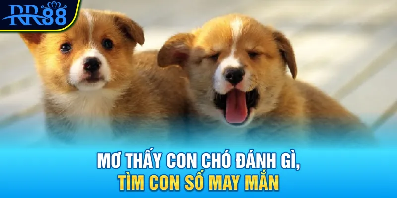 Mơ Thấy Con Chó Đánh Gì? Đi Tìm Con Số Tài Lộc Cùng RR88 3 Mơ thấy con chó đánh gì, tìm con số may mắn