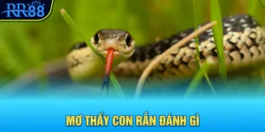 mơ thấy con rắn đánh gì