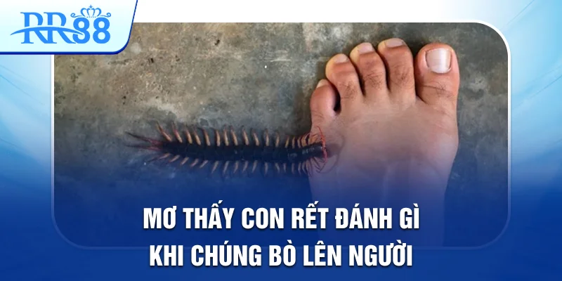 Mơ Thấy Con Rết Đánh Gì Để Có Thể Trúng Lớn Tại RR88 3 Mơ thấy con rết đánh gì khi chúng bò lên người