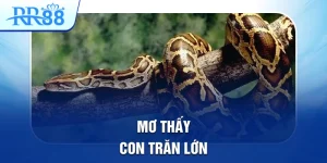 mơ thấy con trăn lớn