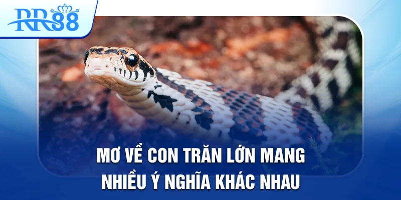 Mơ về con trăn lớn mang nhiều ý nghĩa khác nhau