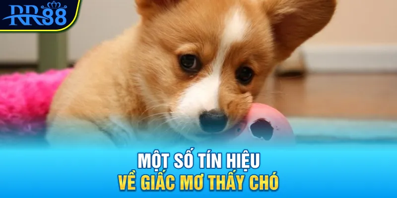 Mơ Thấy Con Chó Đánh Gì? Đi Tìm Con Số Tài Lộc Cùng RR88 2 Một số tín hiệu về giấc mơ thấy chó