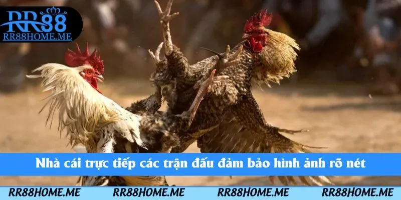 Nhà cái trực tiếp các trận đấu đảm bảo hình ảnh rõ nét