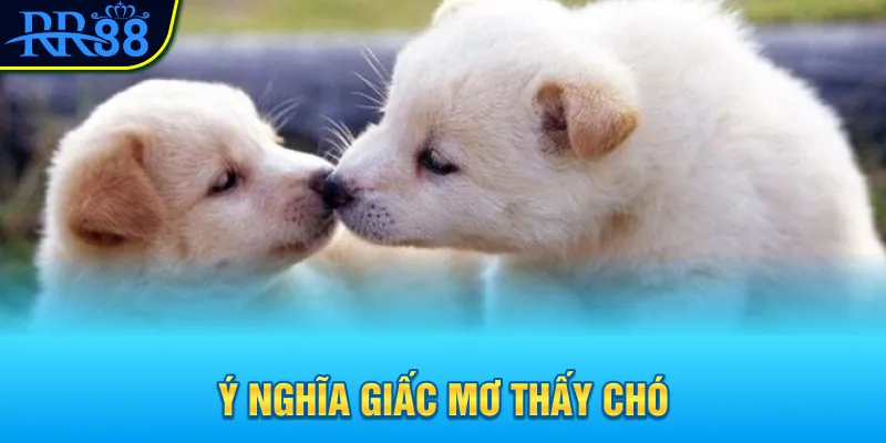 Mơ Thấy Con Chó Đánh Gì? Đi Tìm Con Số Tài Lộc Cùng RR88 1 Ý nghĩa giấc mơ thấy chó