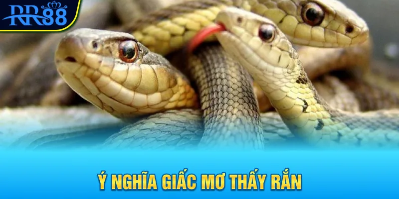 Ý nghĩa giấc mơ thấy rắn